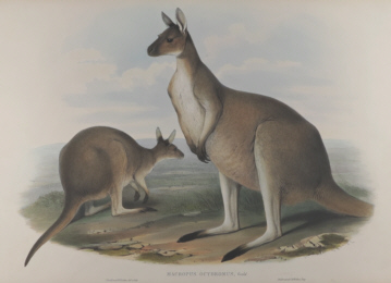 John Gould Mammals of Australia