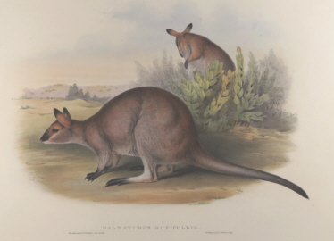 John Gould Mammals of Australia