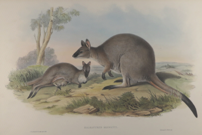 John Gould Mammals of Australia