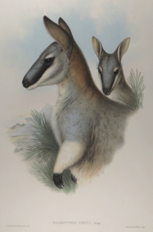 John Gould, Mammals