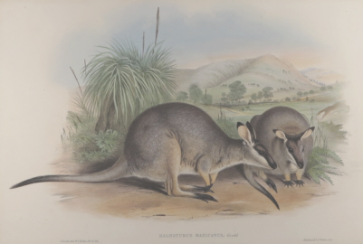 John Gould Mammals of Australia