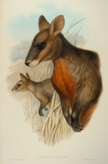 John Gould, Mammals of Australia