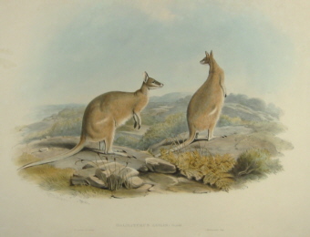 John Gould Mammals of Australia