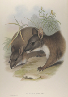 John Gould Mammals of Australia