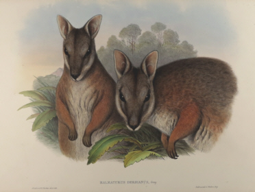 John Gould Mammals of Australia