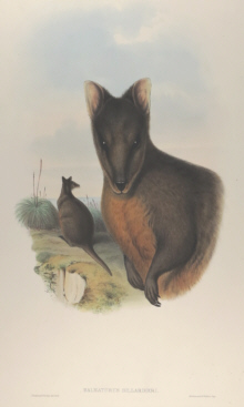 John Gould Mammals of Australia