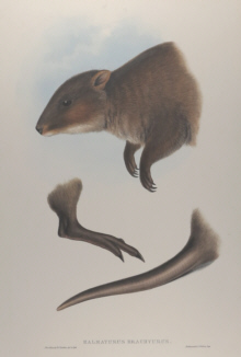 John Gould Mammals of Australia