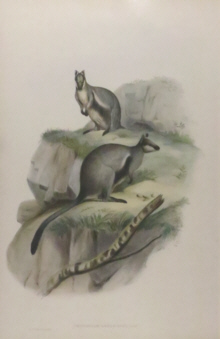 John Gould Mammals