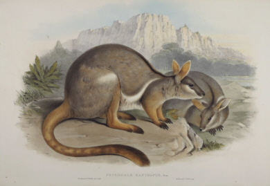 John Gould mammals of Australia