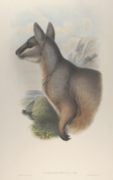 John Gould Mammals of Australia