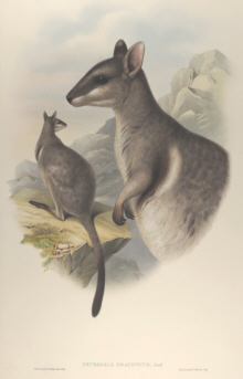 John Gould Mammals of Australia