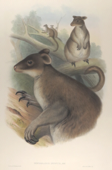 John Gould Mammals of Australia