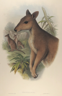 John Gould Mammals of Australia