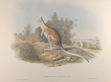 John Gould, Mammals of Australia