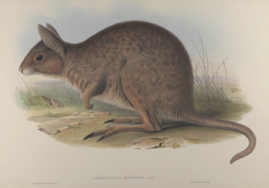 John Gould Mammals of Australia