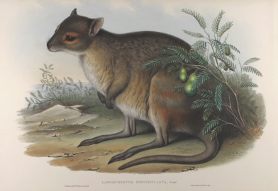 John Gould Mammals of Australia