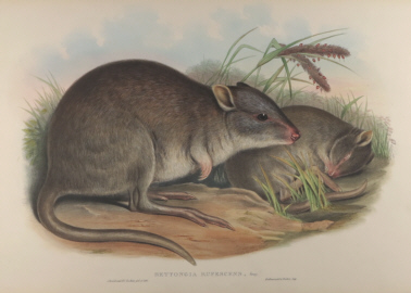 John Gould Mammals of Australia