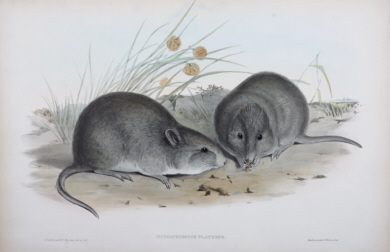 John Gould, Mammals of Australia