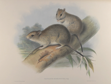 John Gould Mammals of Australia