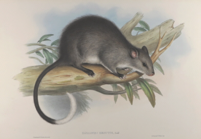 John Gould Mammals of Australia