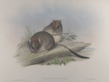 John Gould Mammals of Australia