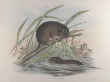 John Gould Mammals of Australia