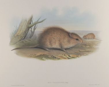 John Gould Mammals of Australia