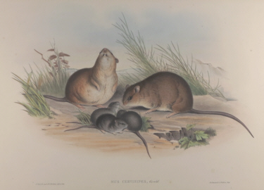 John Gould Mammals of Australia