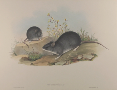 John Gould Mammals of Australia