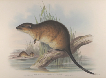 John Gould Mammals of Australia