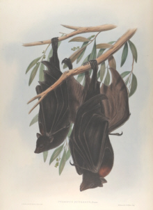 John Gould Mammals of Australia