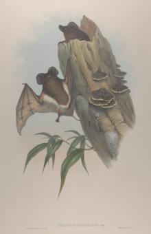 John Gould Mammals of Australia