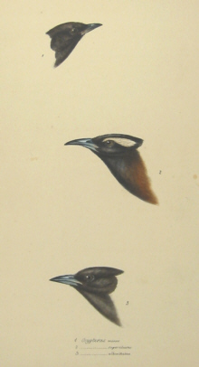 John Gould's Birds of Australia