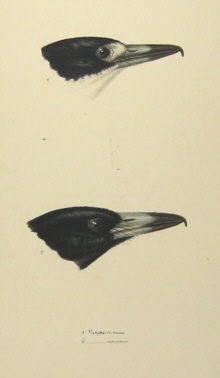 John Gould's Birds of Australia