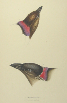 John Gould's Birds of Australia