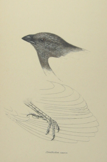 John Gould's Birds of Australia