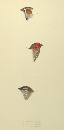 John Gould's Birds of Australia