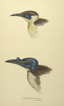 John Gould's Birds of Australia