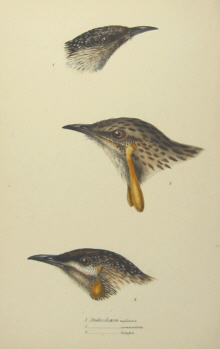 John Gould's Birds of Australia