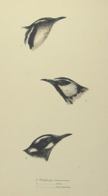 John Gould's Birds of Australia