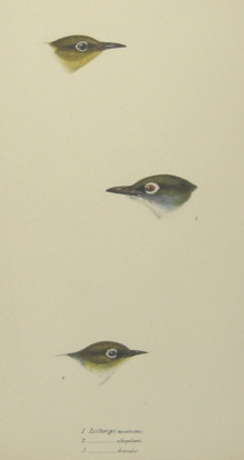 John Gould's Birds of Australia