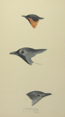 John Gould's Birds of Australia