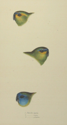 John Gould's Birds of Australia