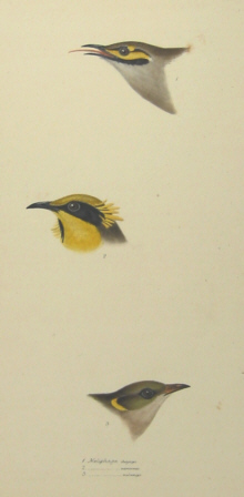 John Gould's Birds of Australia