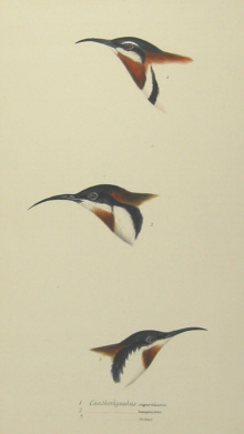 John Gould's Birds of Australia