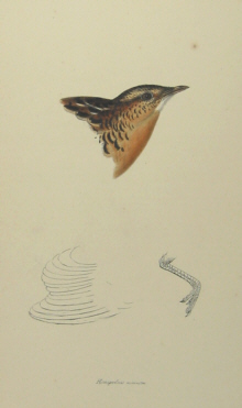 John Gould's Birds of Australia