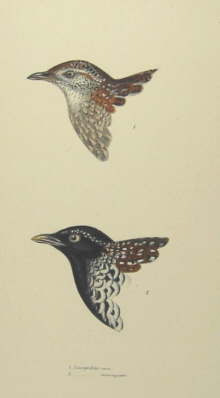 John Gould's Birds of Australia