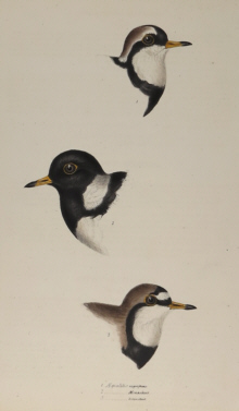 John Gould, Birds of Australia