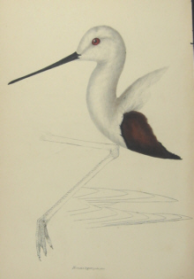 John Gould's Birds of Australia