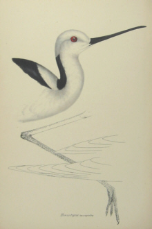 John Gould's Birds of Australia